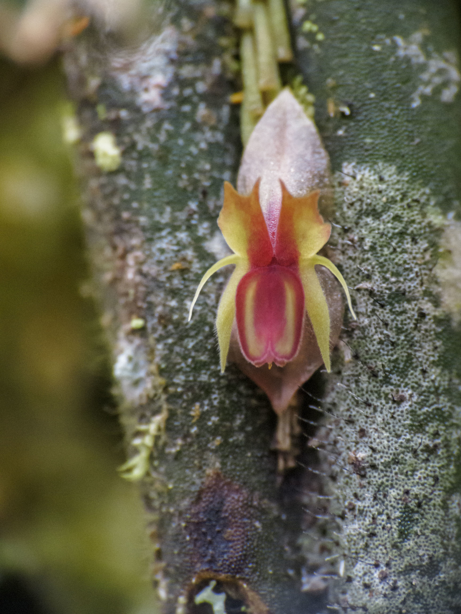 Blunt Point Lepanthes (Lepanthes mucronata) · iNaturalist