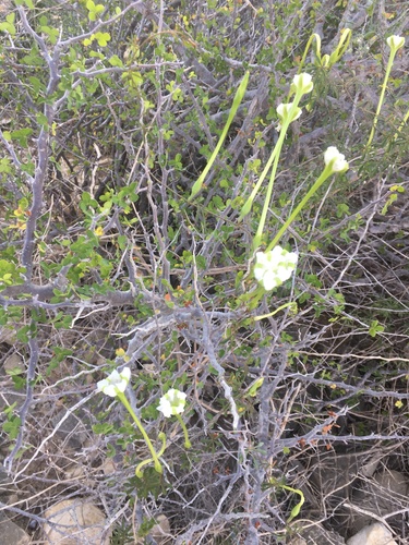 Ipomoea longituba image