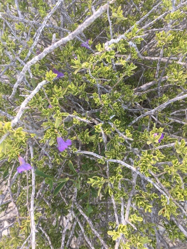 Ruellia latisepala
