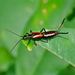 Timomenus komarowi - Photo (c) Jacy Chen,  זכויות יוצרים חלקיות (CC BY), הועלה על ידי Jacy Chen