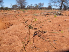 Ptilotus gaudichaudii