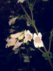 Penstemon canescens