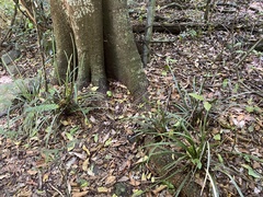 Romnalda strobilacea