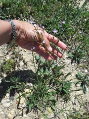 Verbena halei
