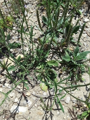 Verbena halei