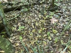 Romnalda strobilacea