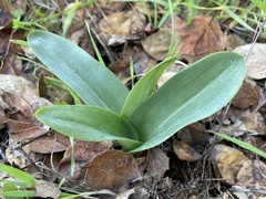 Piperia