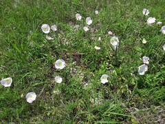Oenothera speciosa