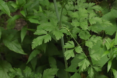 Dichoropetalum caucasicum