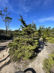 Cupressus goveniana