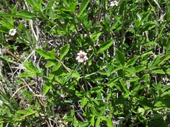Phyla nodiflora