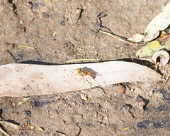 Eristalinus punctulatus
