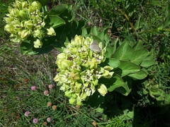 Asclepias viridis