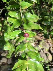 Mouriri myrtilloides