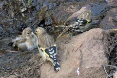 Carduelis carduelis