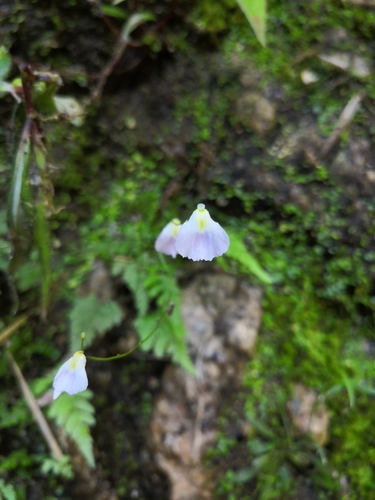 Image of Utricularia livida by no rights reserved