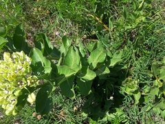 Asclepias viridis