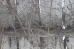 Poecile atricapillus