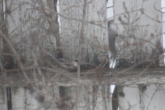 Poecile atricapillus