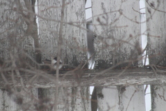 Poecile atricapillus