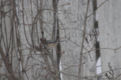 Poecile atricapillus