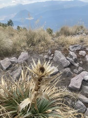 Eryngium proteiflorum