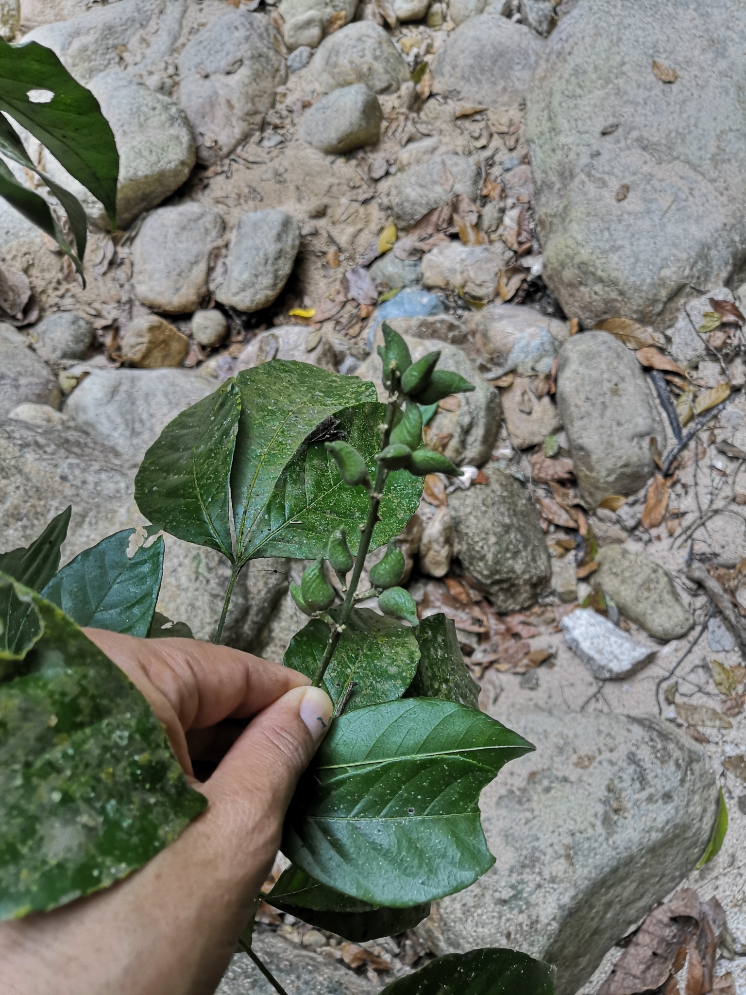 Angostura