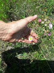 Erigeron strigosus