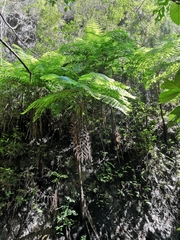 Cyathea costaricensis
