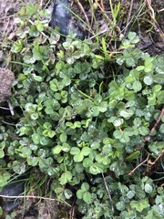 Trifolium subterraneum