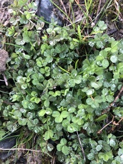 Trifolium subterraneum