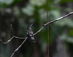 Androdon aequatorialis