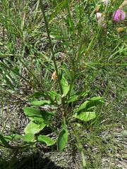 Erigeron strigosus