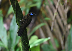 Phaenostictus mcleannani