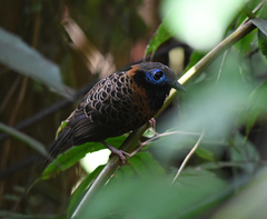 Phaenostictus mcleannani