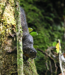 Microsciurus