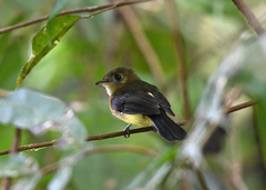 Myiobius sulphureipygius