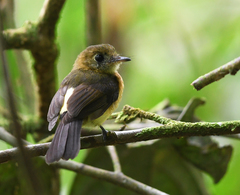 Myiobius sulphureipygius