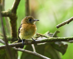Myiobius sulphureipygius