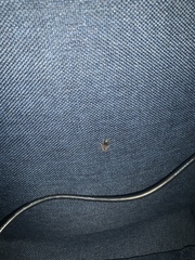 Dermestes carnivorus