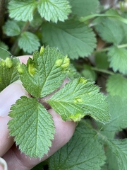 Taphrina tormentillae