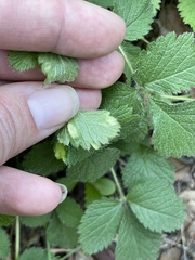 Taphrina tormentillae