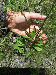Erigeron strigosus