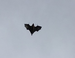 Pteropus seychellensis seychellensis