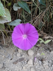 Ipomoea seducta