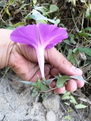 Ipomoea seducta