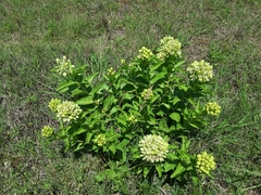 Asclepias viridis