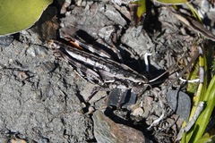 Alpinacris crassicauda