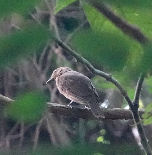 Russet-winged Schiffornis (Schiffornis stenorhyncha), photo 4