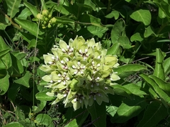 Asclepias viridis